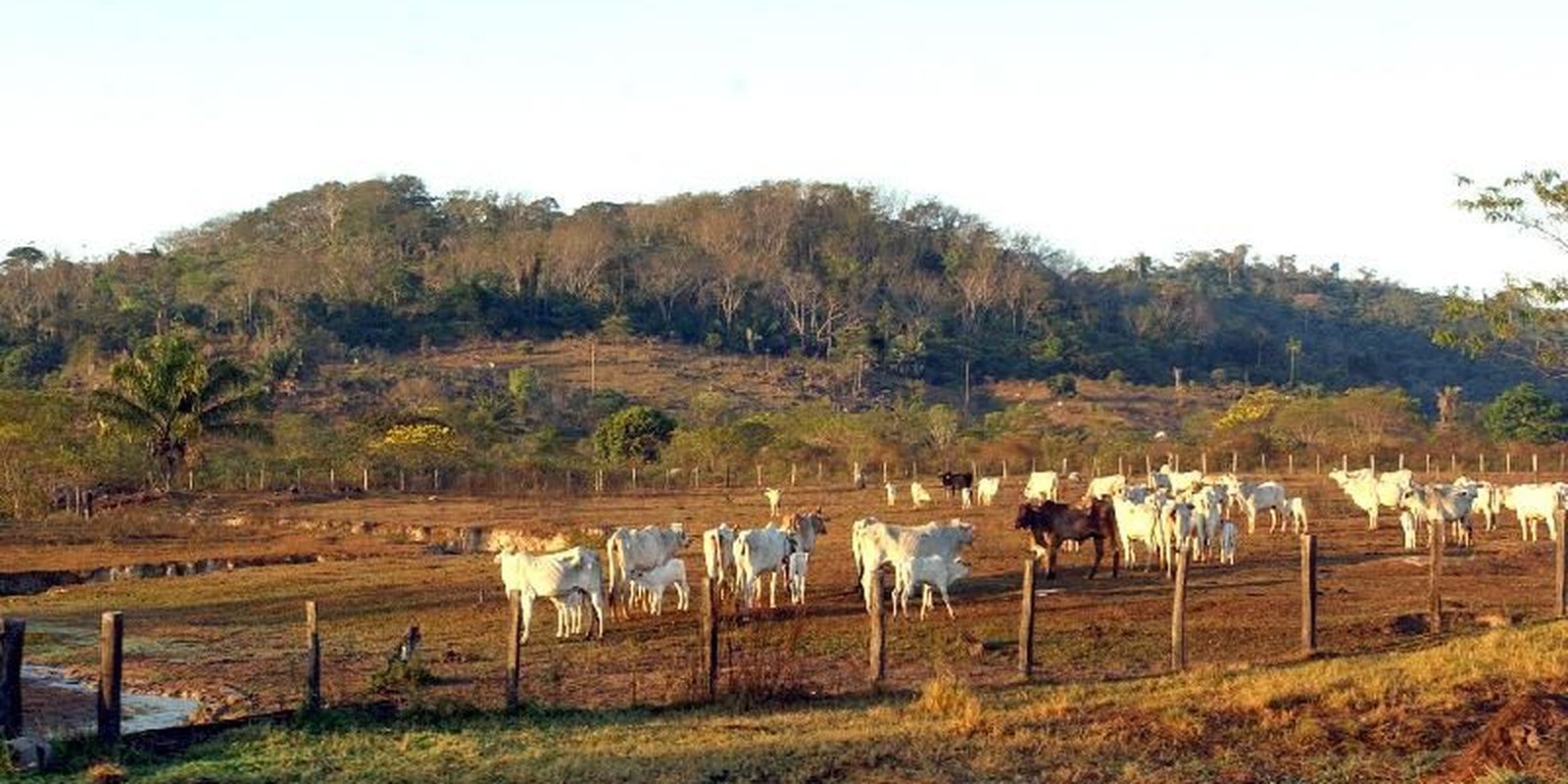 Agropecuária avança: ocupa 30,5% do entorno de áreas protegidas na Amazônia